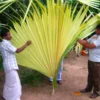 lavorazione scatoline in foglie di palma Sri Lanka