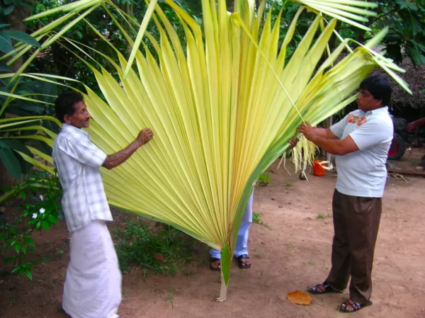 lavorazione scatoline in foglie di palma Sri Lanka